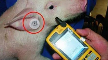 畜牧防偽小衛(wèi)士：二維碼耳標激光打標技術